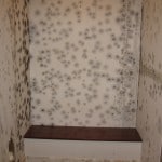 Mold Gone, LLC