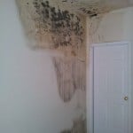 Mold Gone, LLC