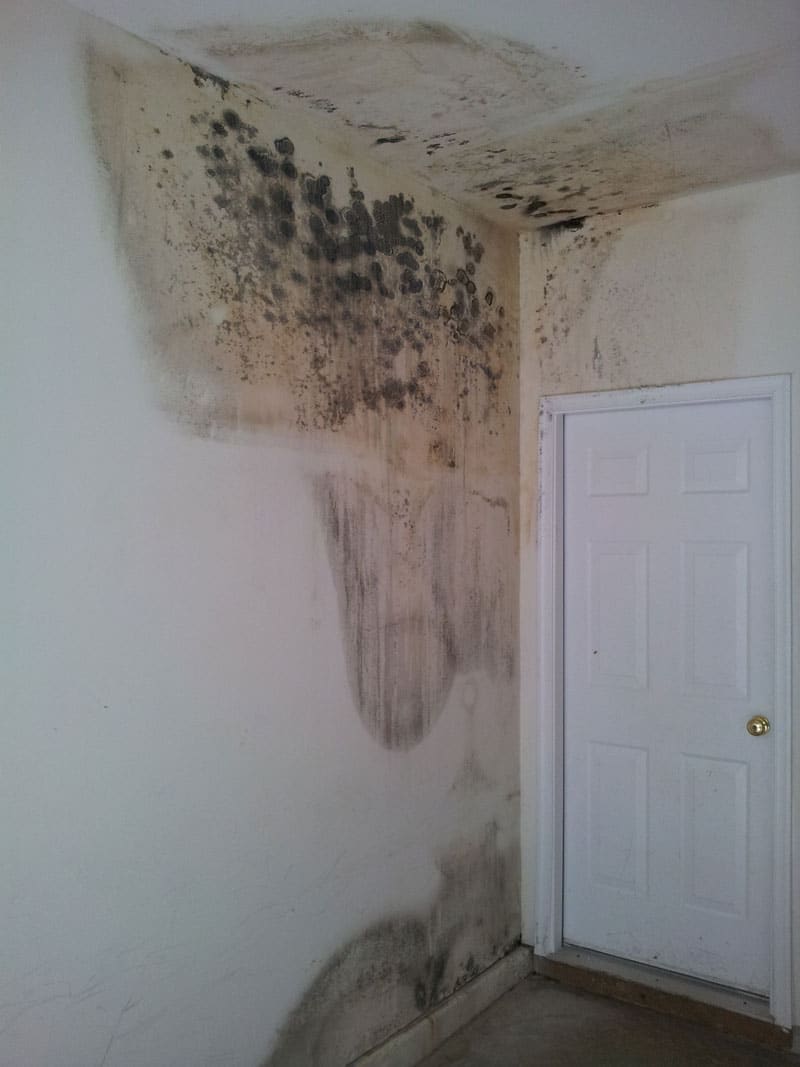 Mold Gone, LLC
