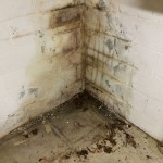 Mold Gone, LLC