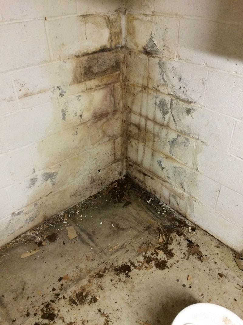 Mold Gone, LLC