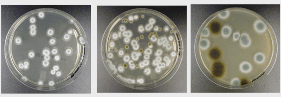 What is an acceptable indoor mold spore count?