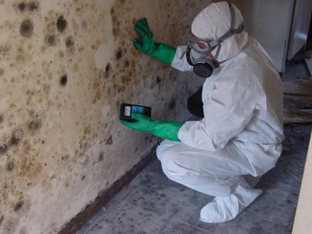 What is an acceptable indoor mold spore count?