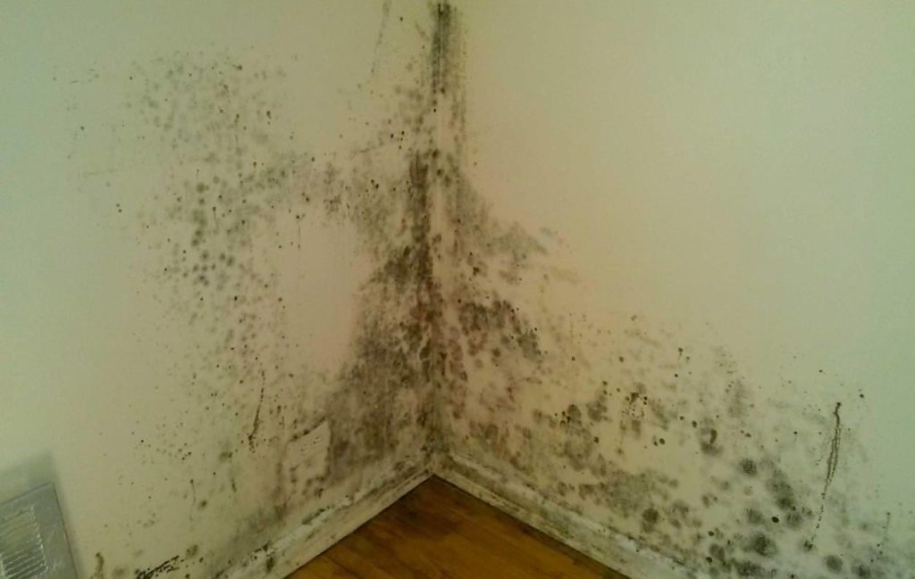 What is an acceptable indoor mold spore count?