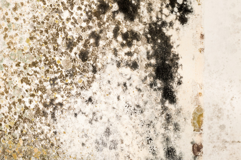 Signs of Black Mold Growth