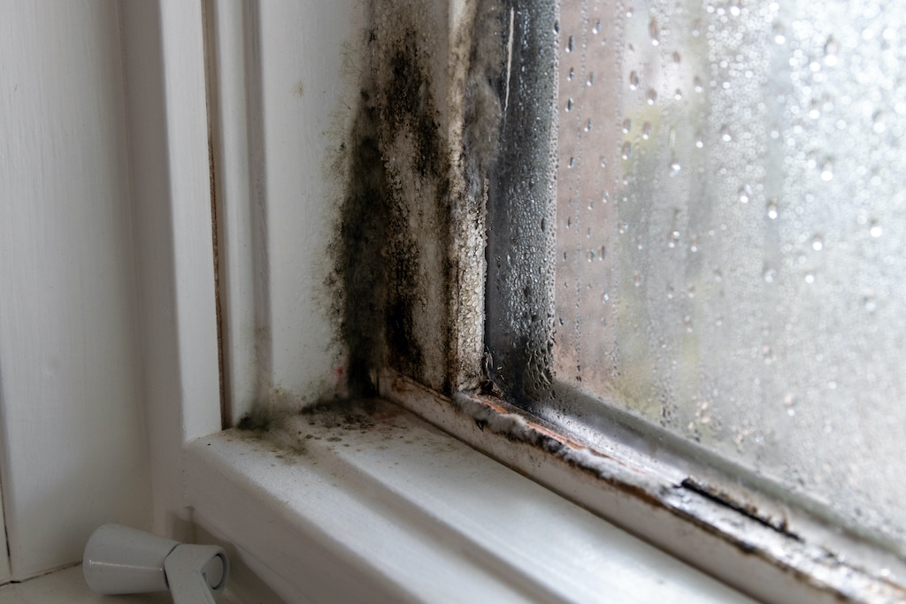 What is an acceptable indoor mold spore count?