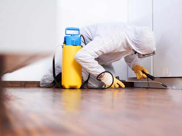 How to Clear Mold from Your DC Home